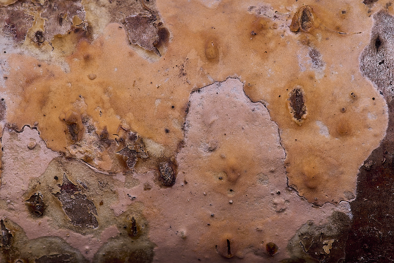 WildernessgGrovePeniophoraSp230225-1