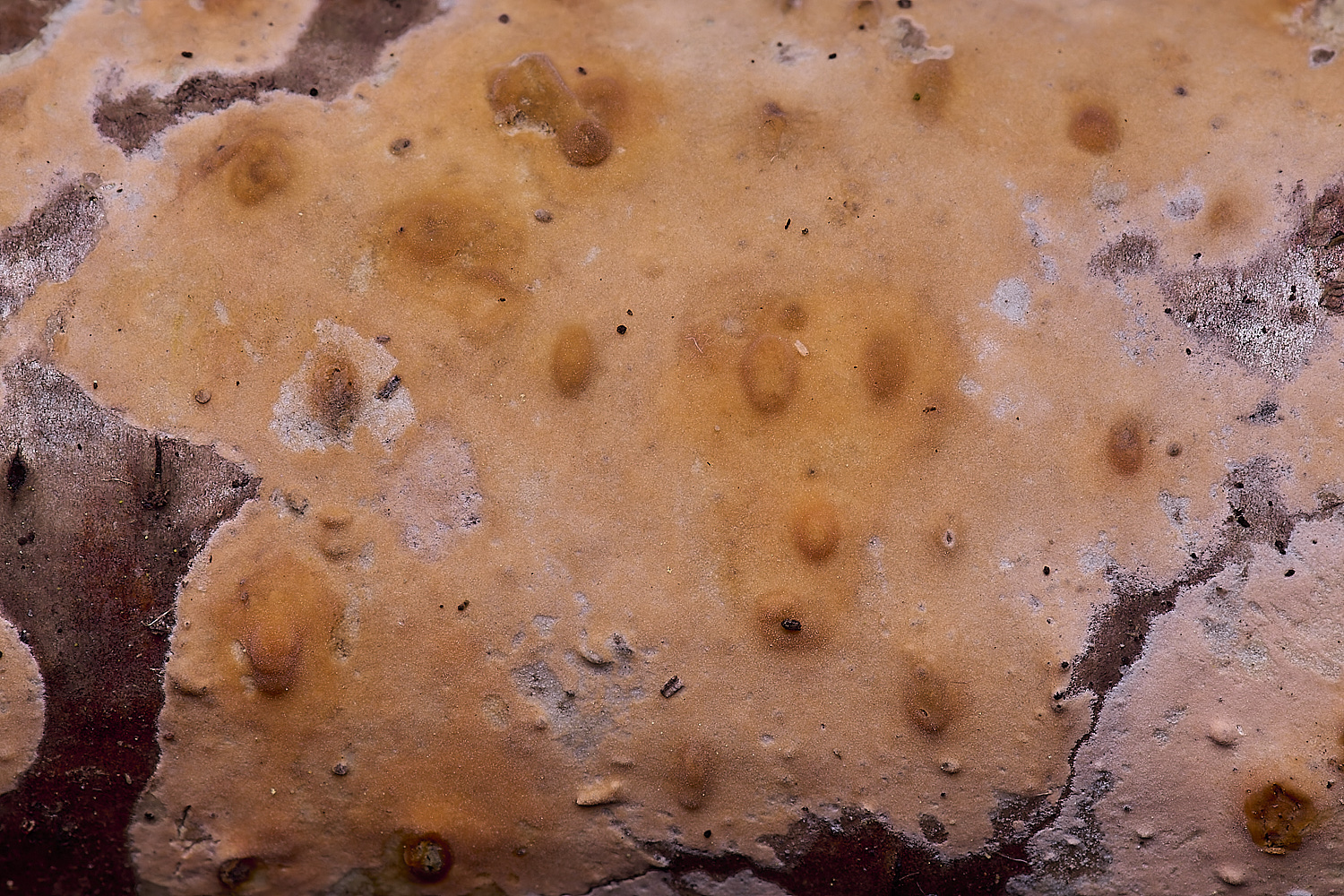 WildernessgGrovePeniophoraSp230225-2