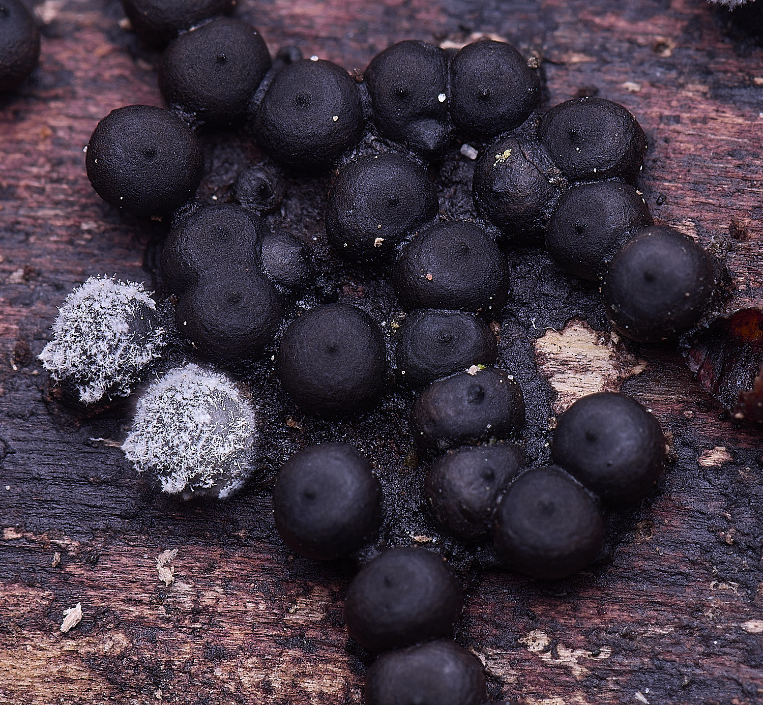 WildernessgGrovePimple&#38;white230225-1