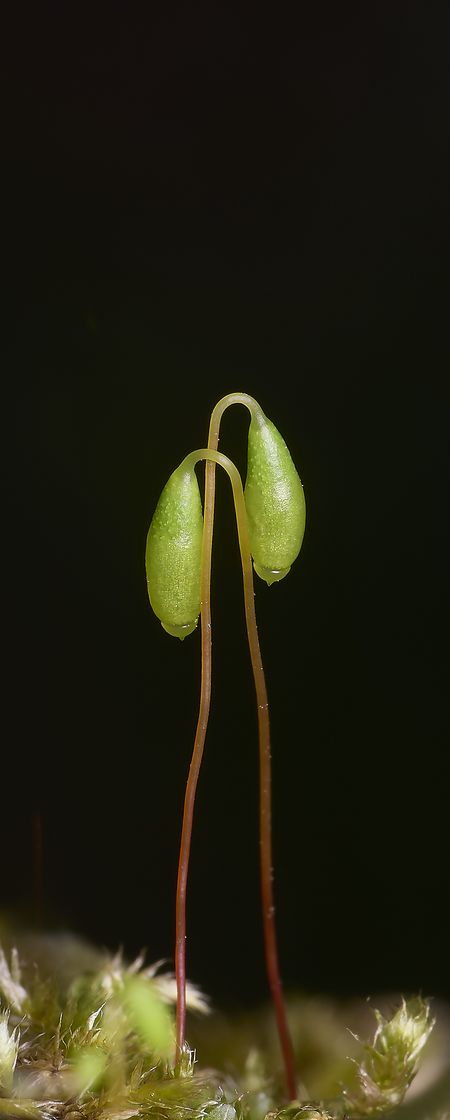 WildernessgGrovePimple&#38;white230225-1a