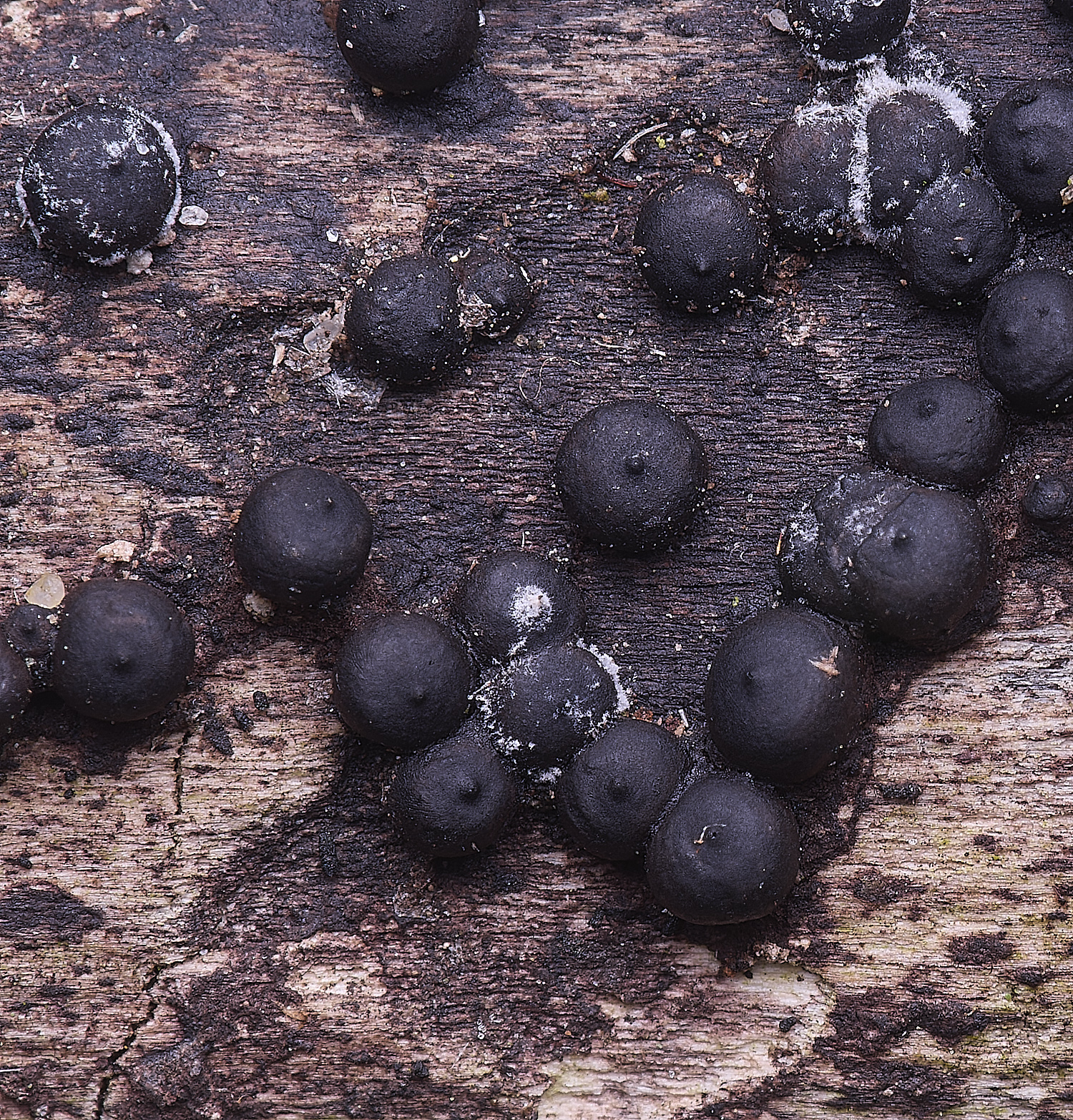 WildernessgGrovePimple&#38;white230225-2