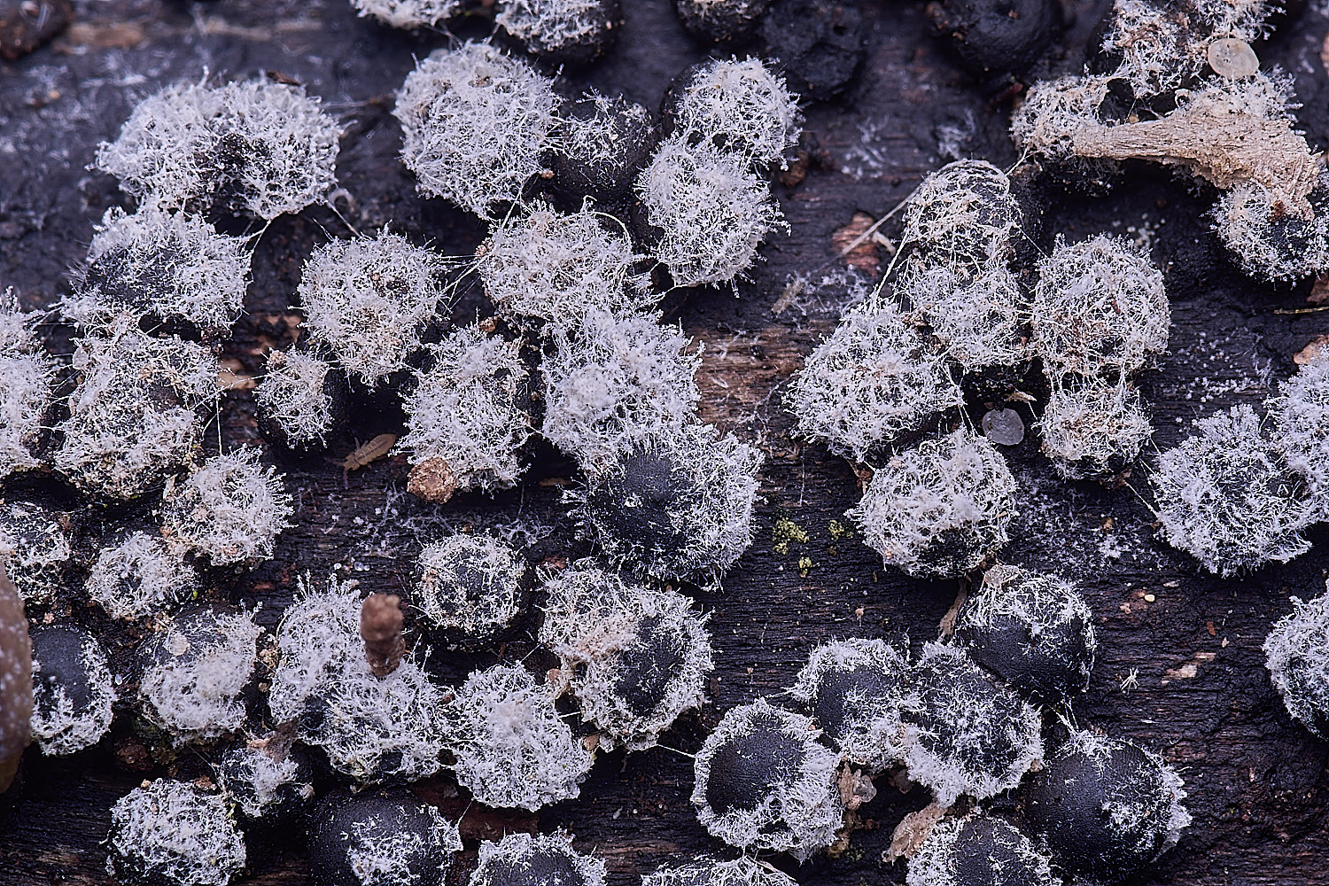 WildernessgGrovePimple&#38;white230225-3