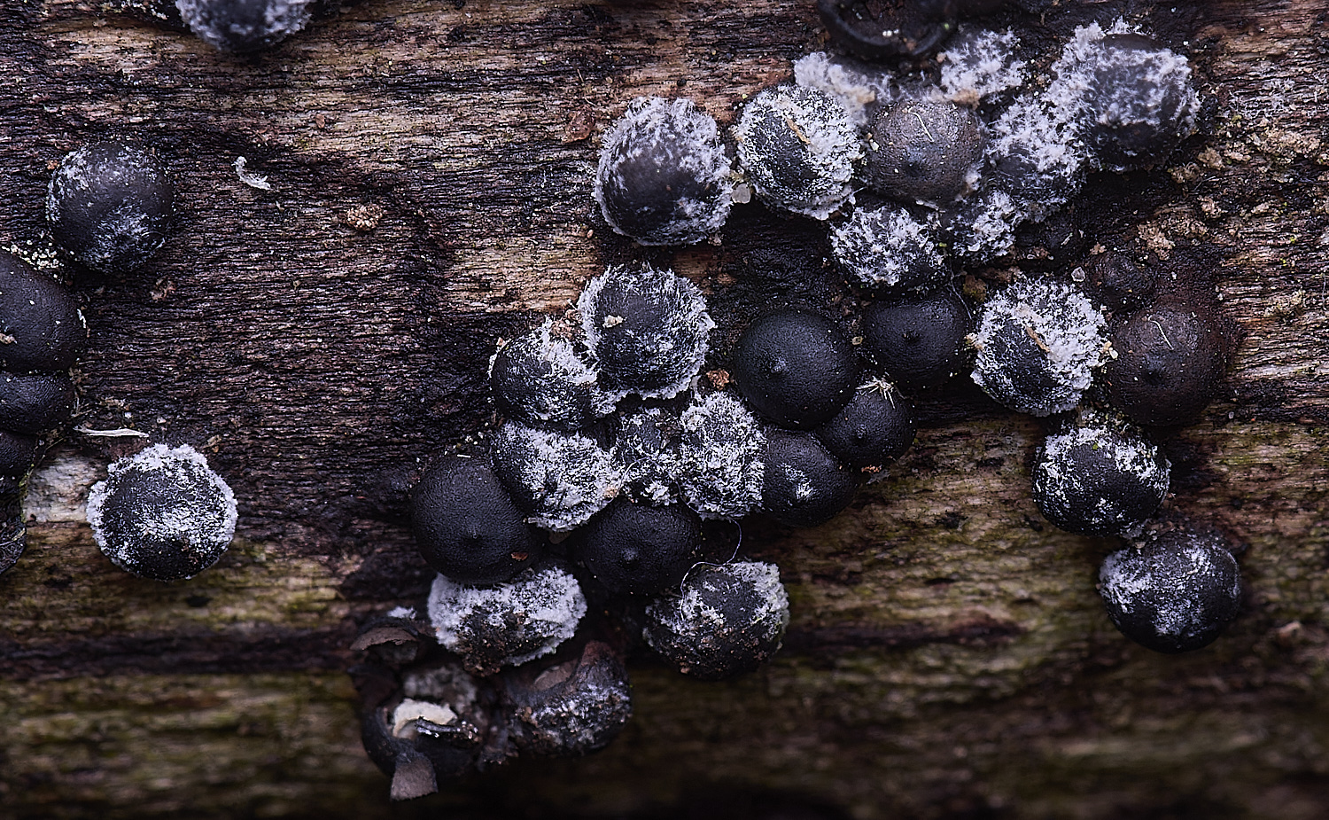 WildernessgGrovePimple&#38;white230225-4