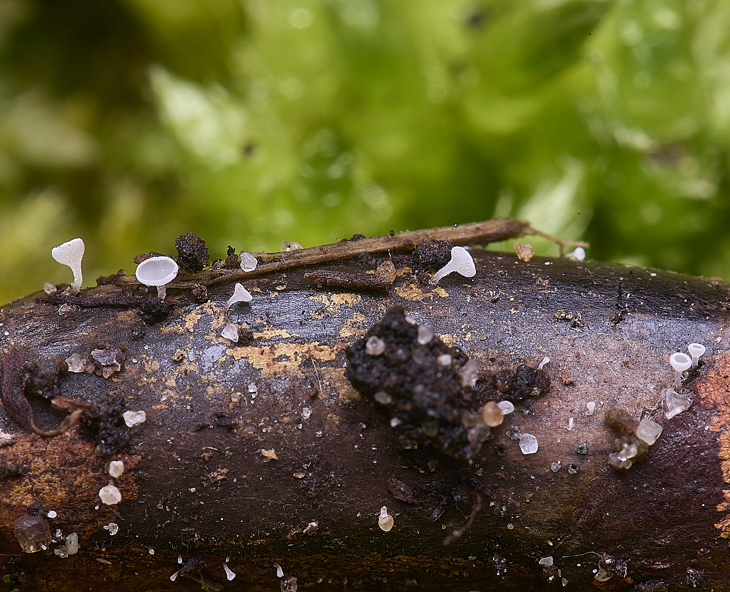 WildernessgGrovePoplarBud1230225-1