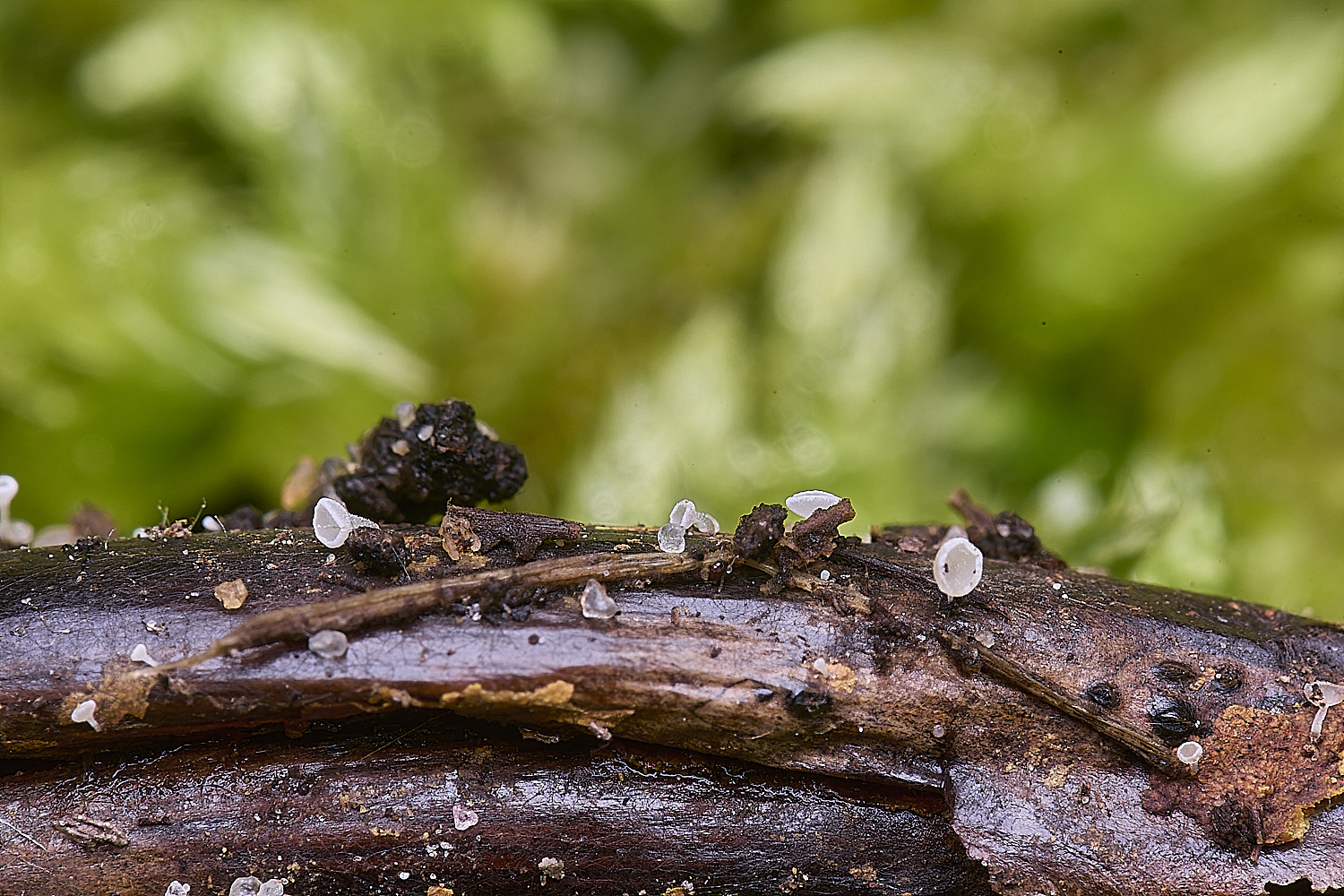 WildernessgGrovePoplarBud1230225-2