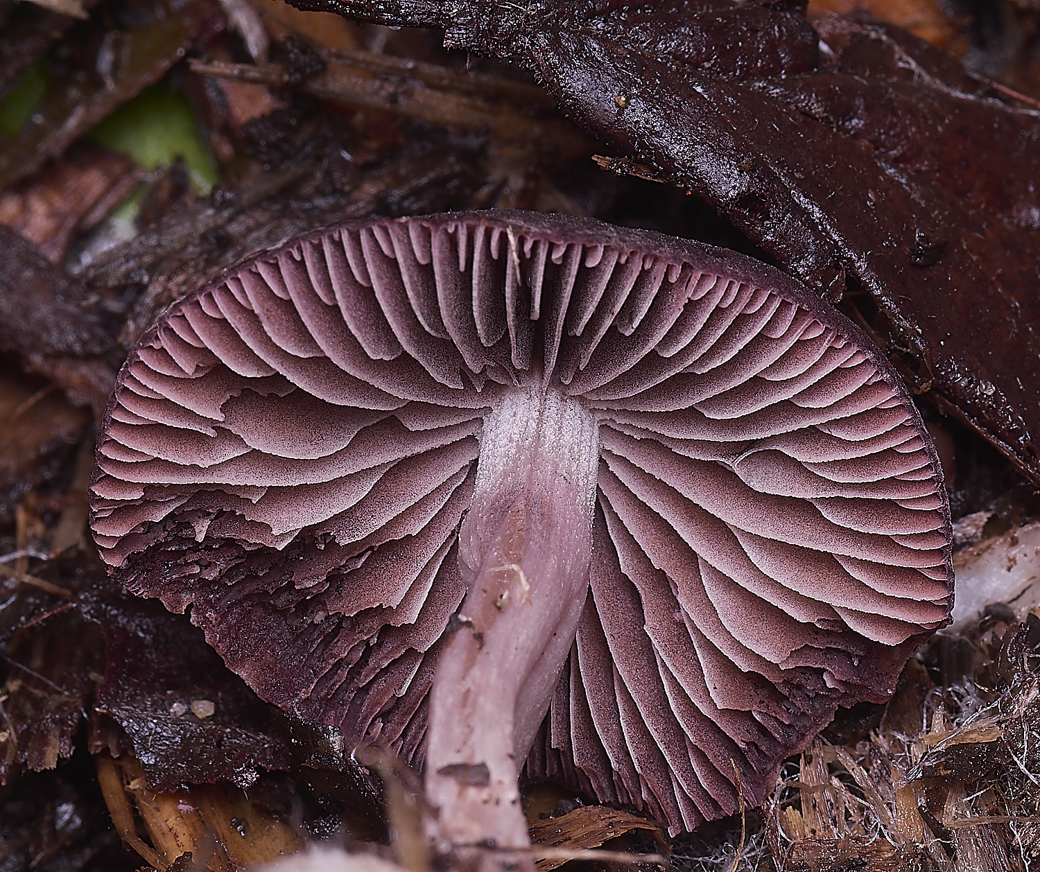 WildernessgGrovePurple230225-1