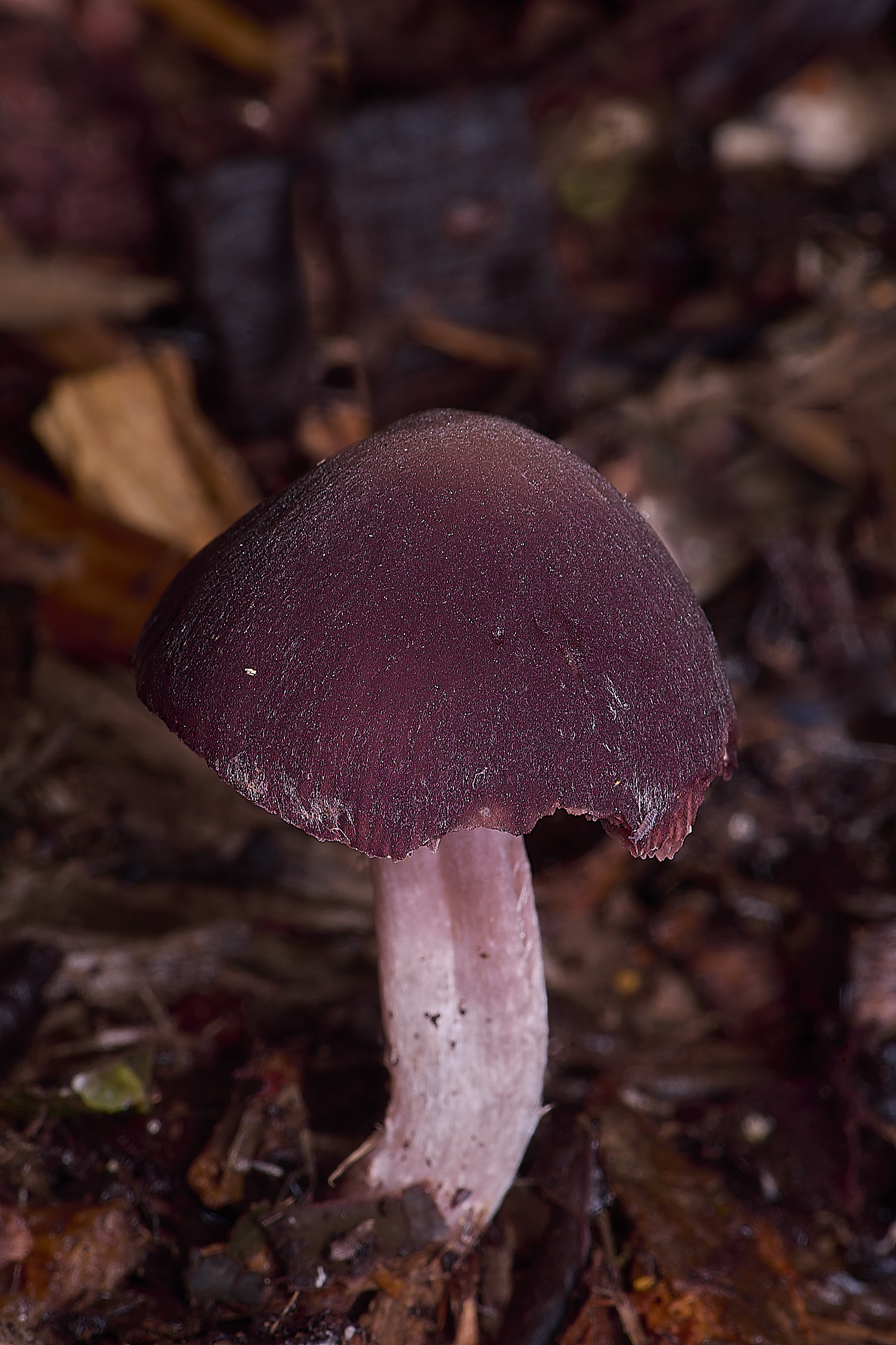 WildernessgGrovePurple230225-2