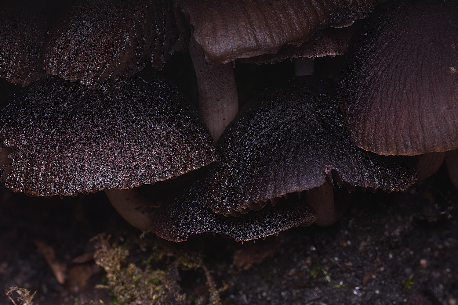 WildernessgGrovePurple230225-3