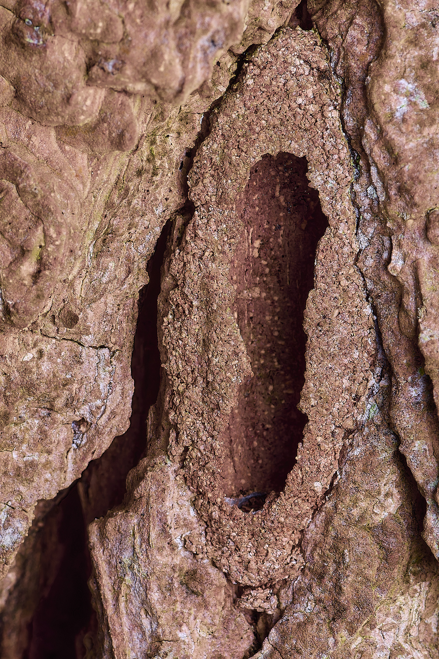 WildernessgGrovePussMoth230225-1