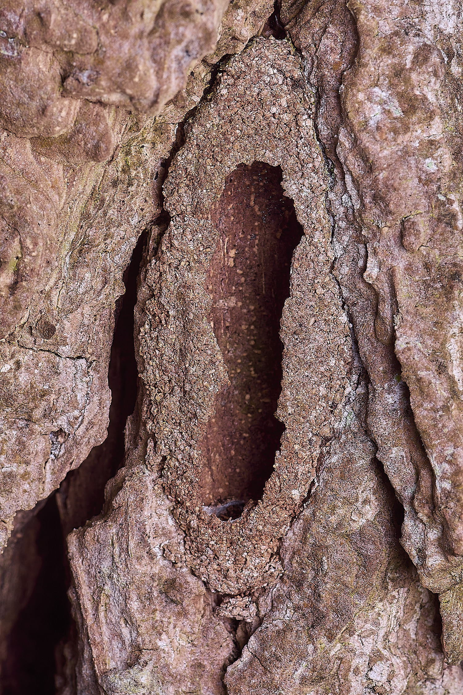 WildernessgGrovePussMoth230225-2