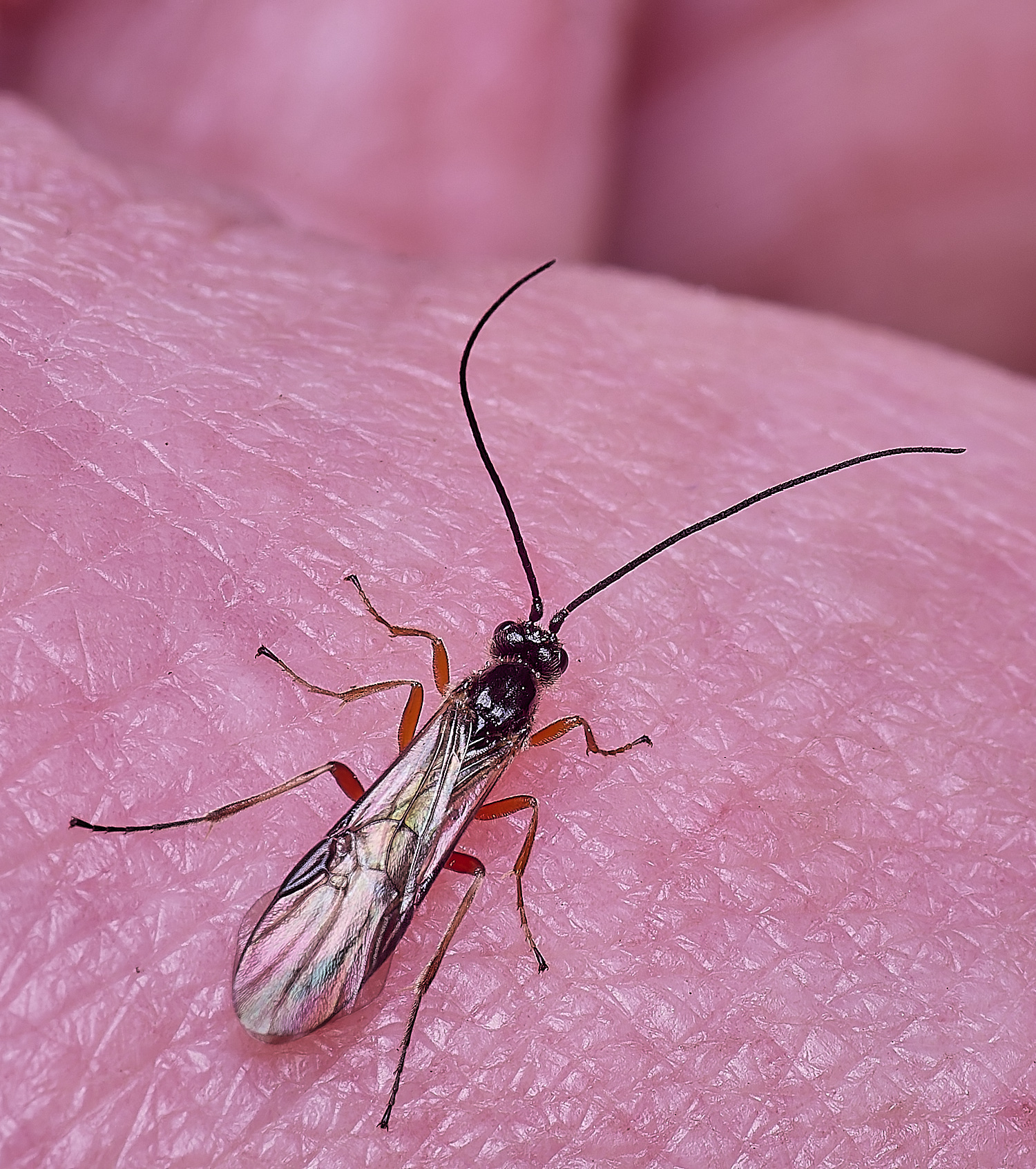 WildernessgGroveSawfly230225-1