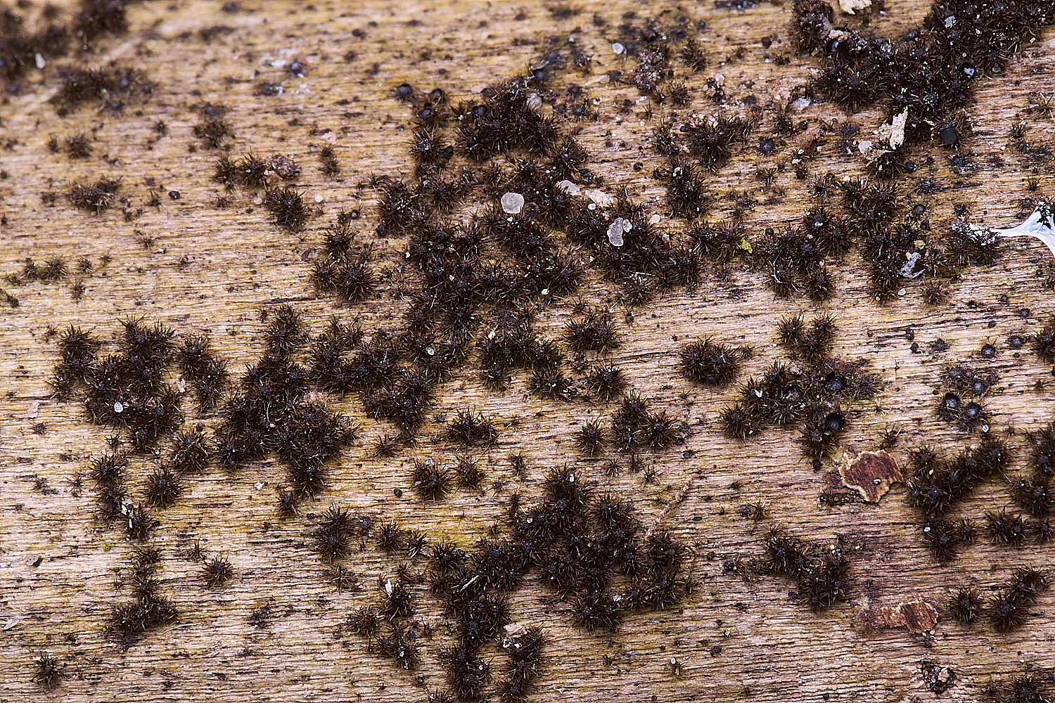 WildernessgGroveScanescens230225-1