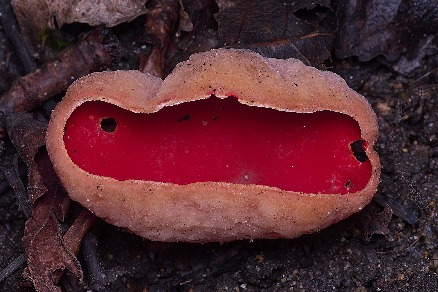 WildernessgGroveScarletElfCup230225-1