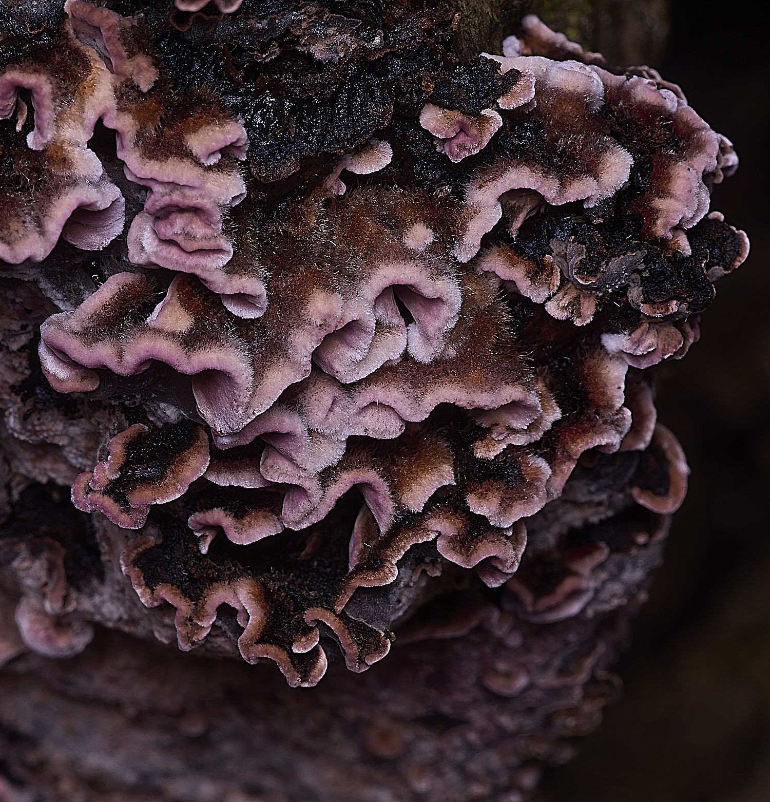 WildernessgGroveSilver230225-1