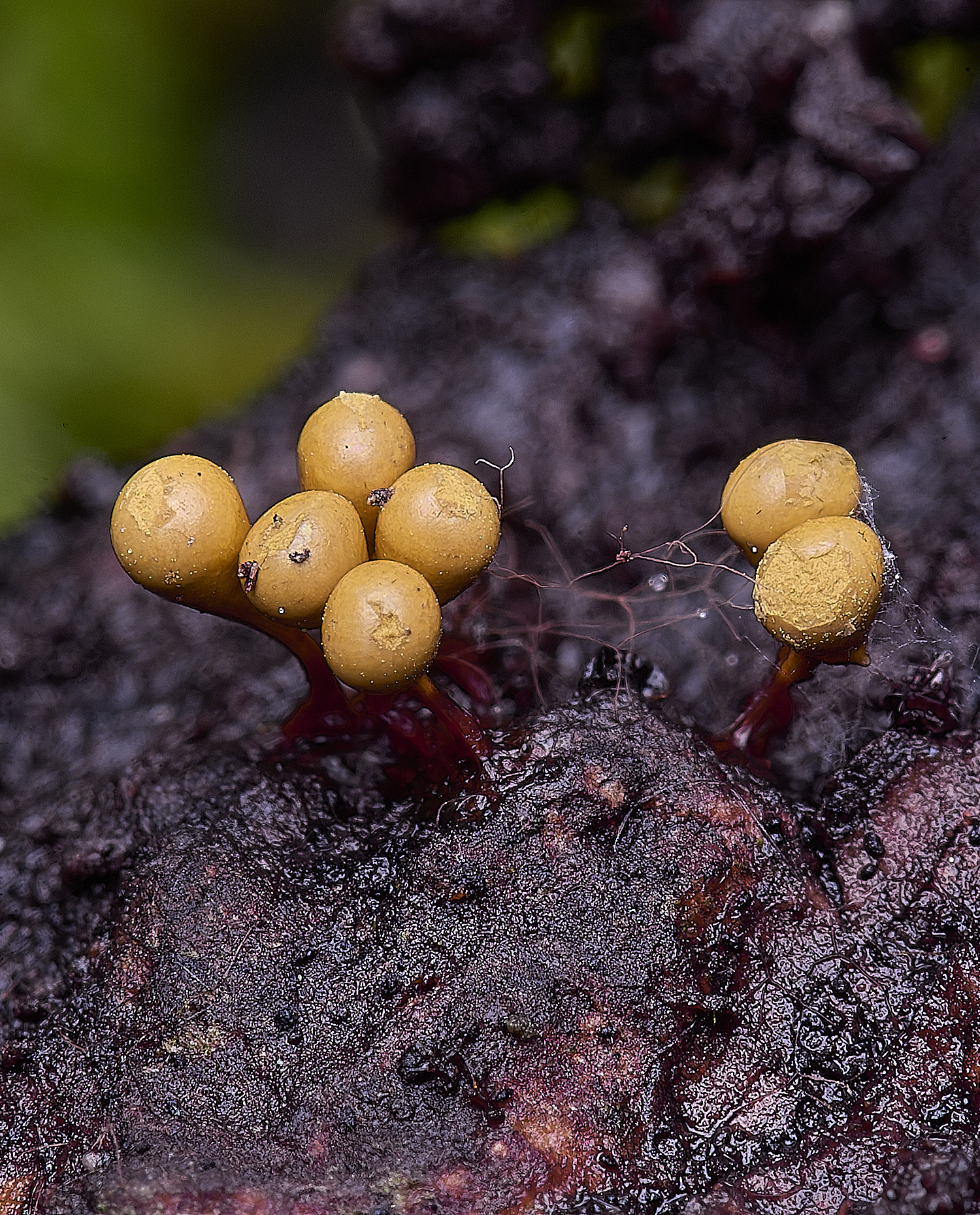 WildernessgGroveSlimeMold230225-1