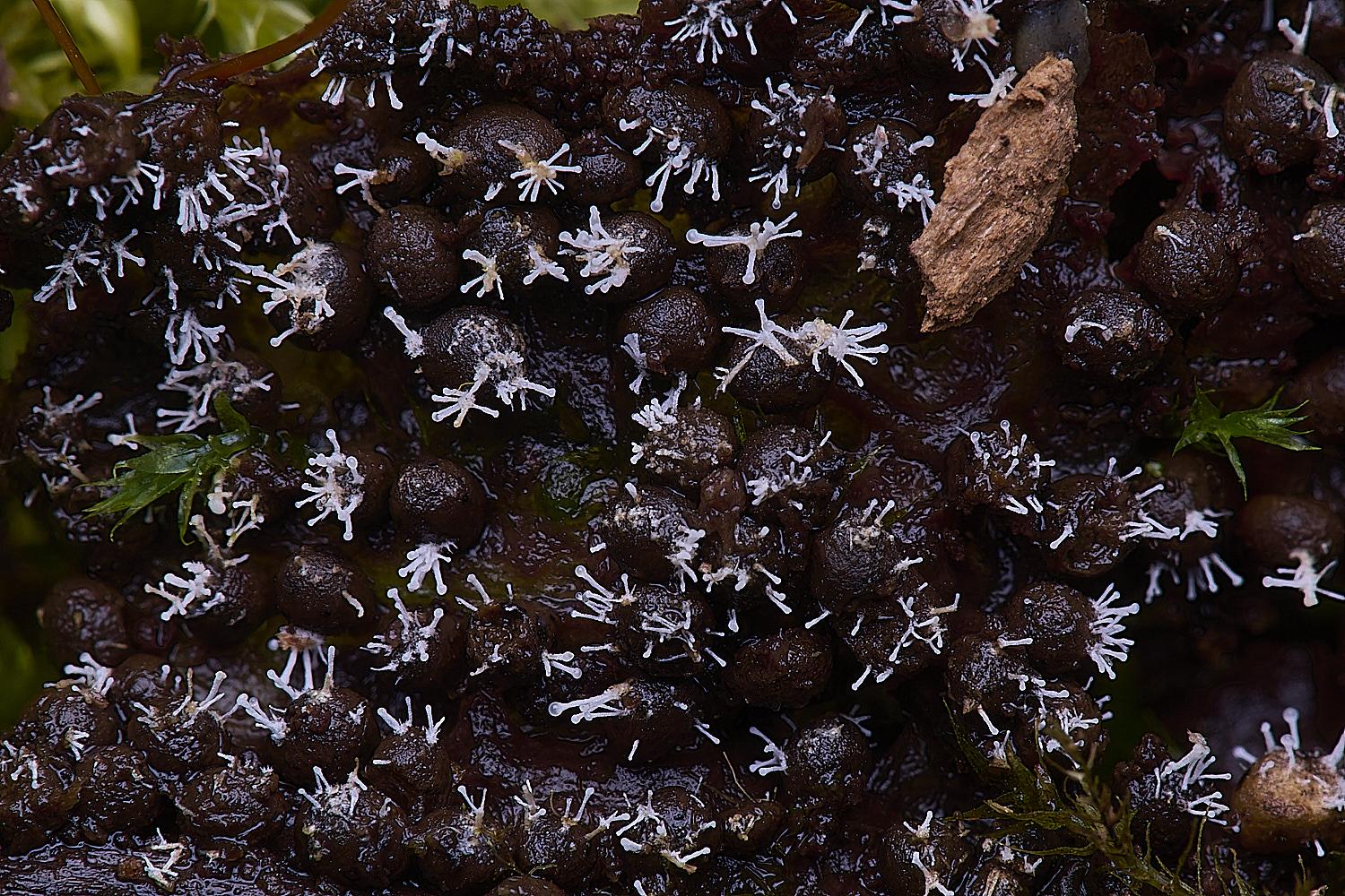 WildernessgGroveSlimemOldP;us230225-1