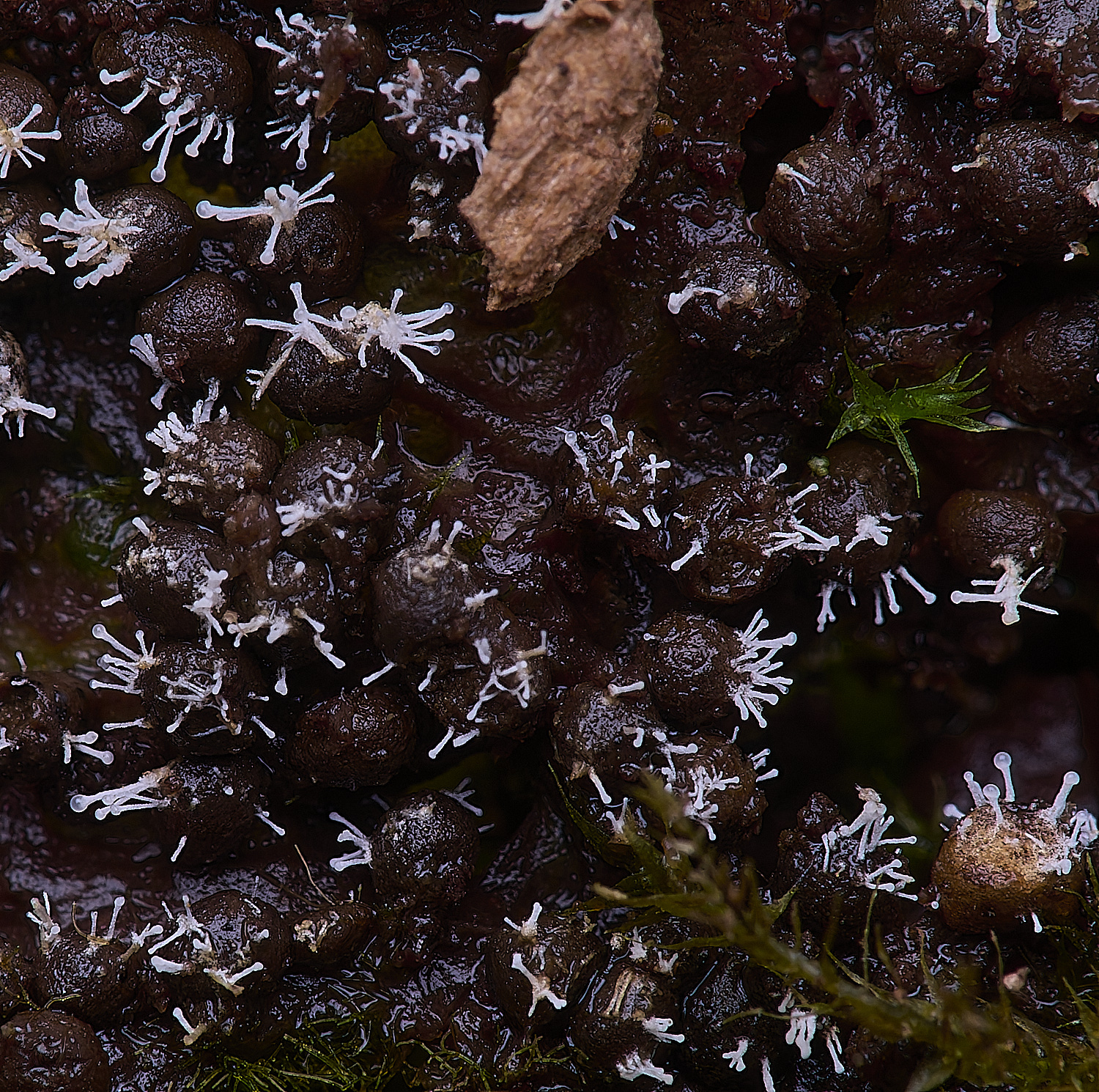 WildernessgGroveSlimemOldP;us230225-2