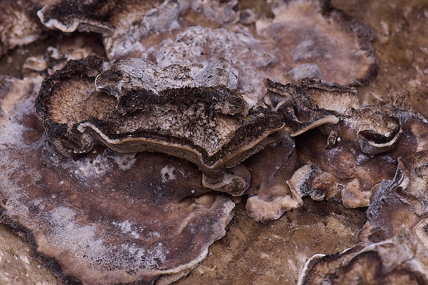 WildernessgGroveSmokeyBracket230225-1