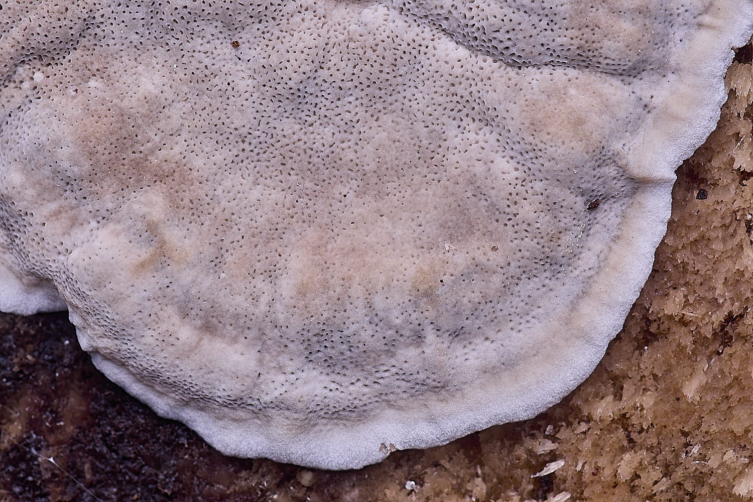 WildernessgGroveSmokeyBracket230225-2