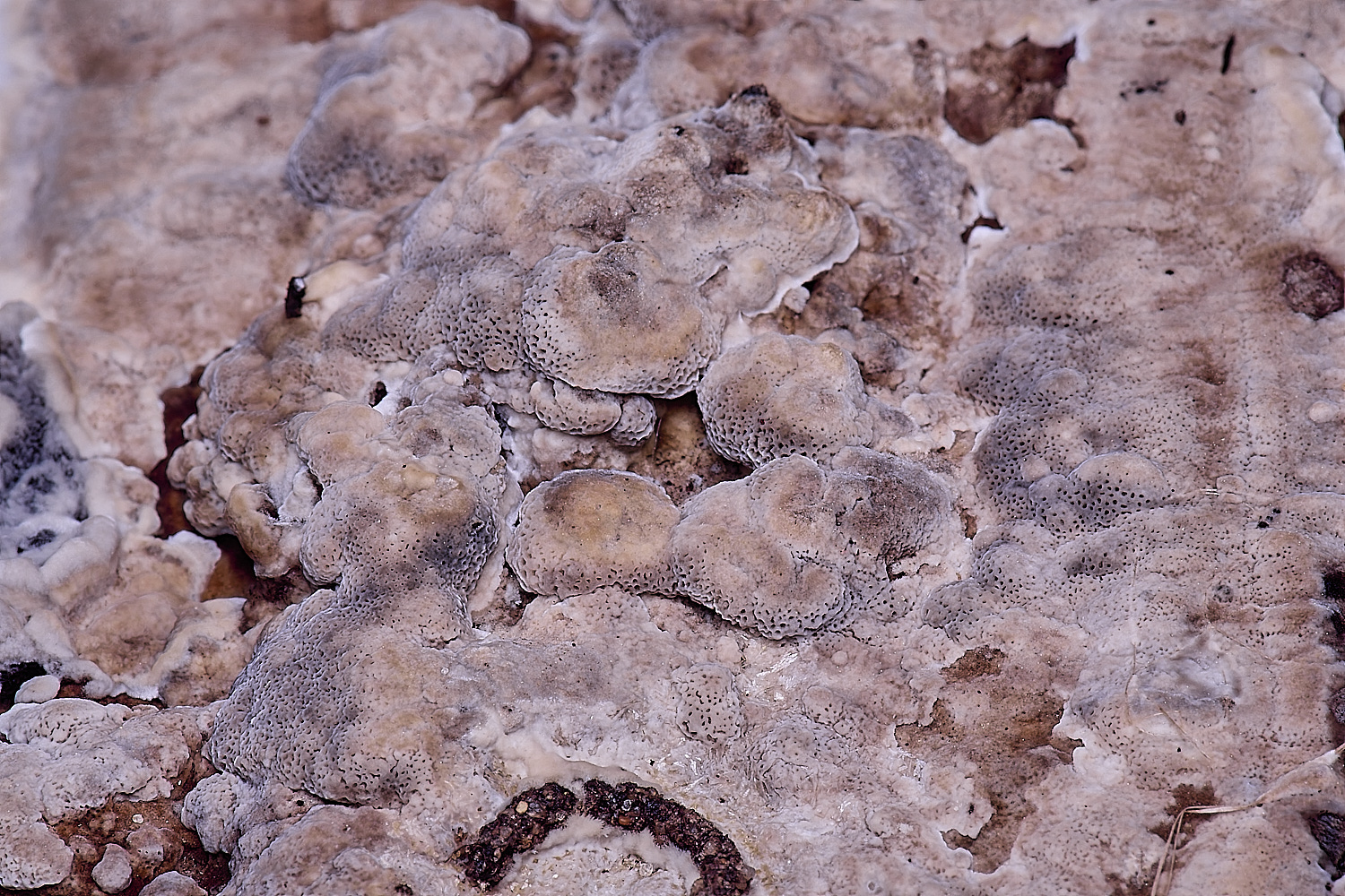 WildernessgGroveSmokeyBracket230225-3