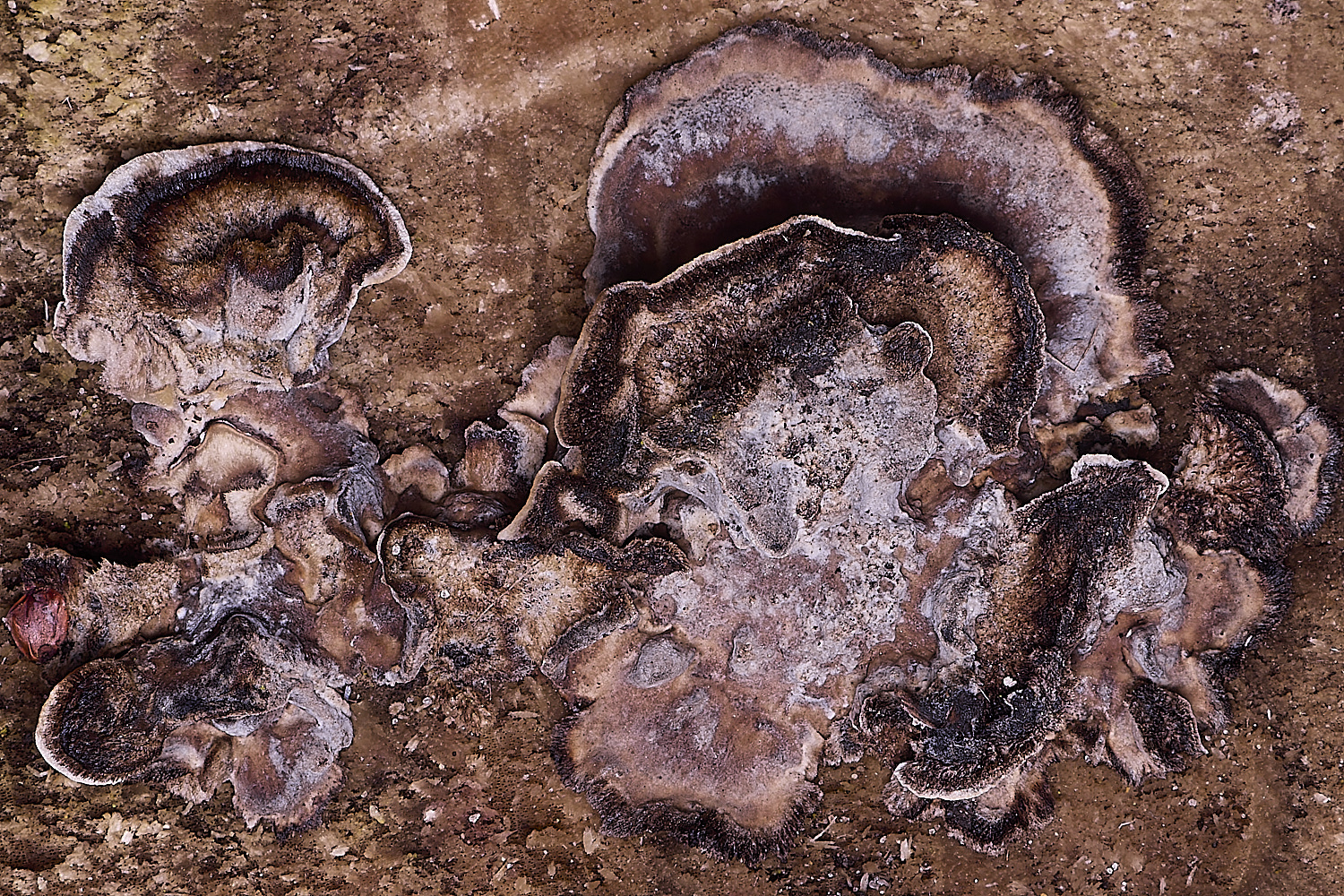 WildernessgGroveSmokeyBracket230225-4