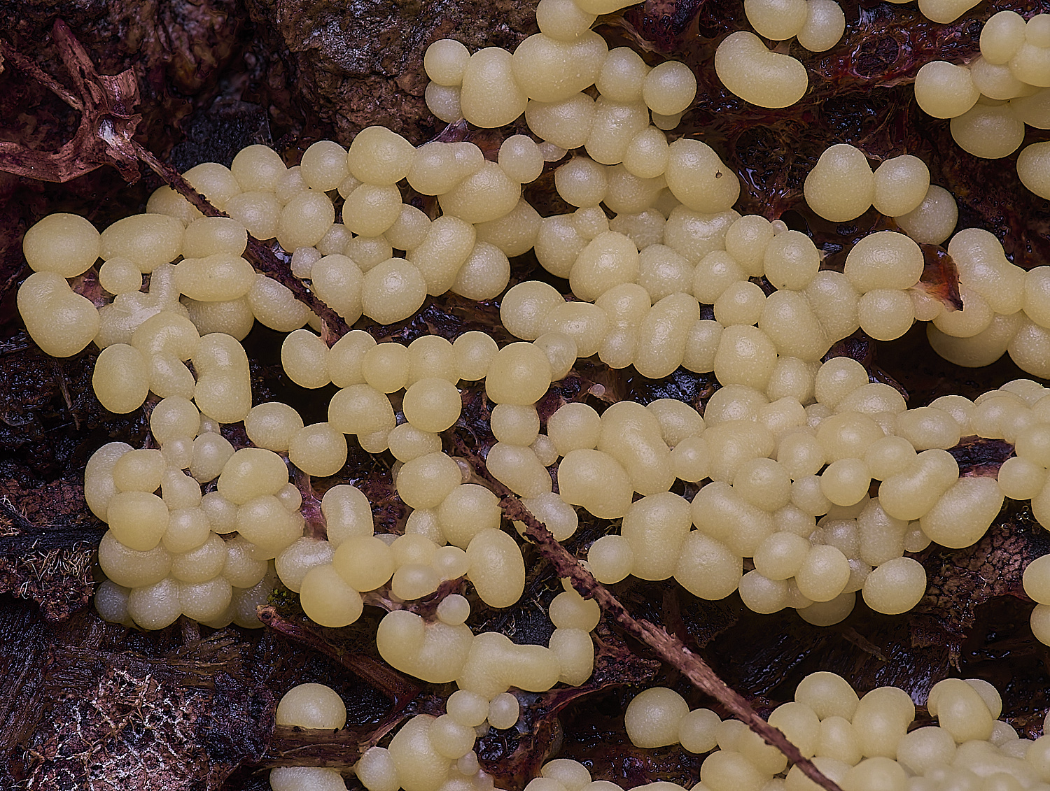 WildernessgGroveTrichia230225-1