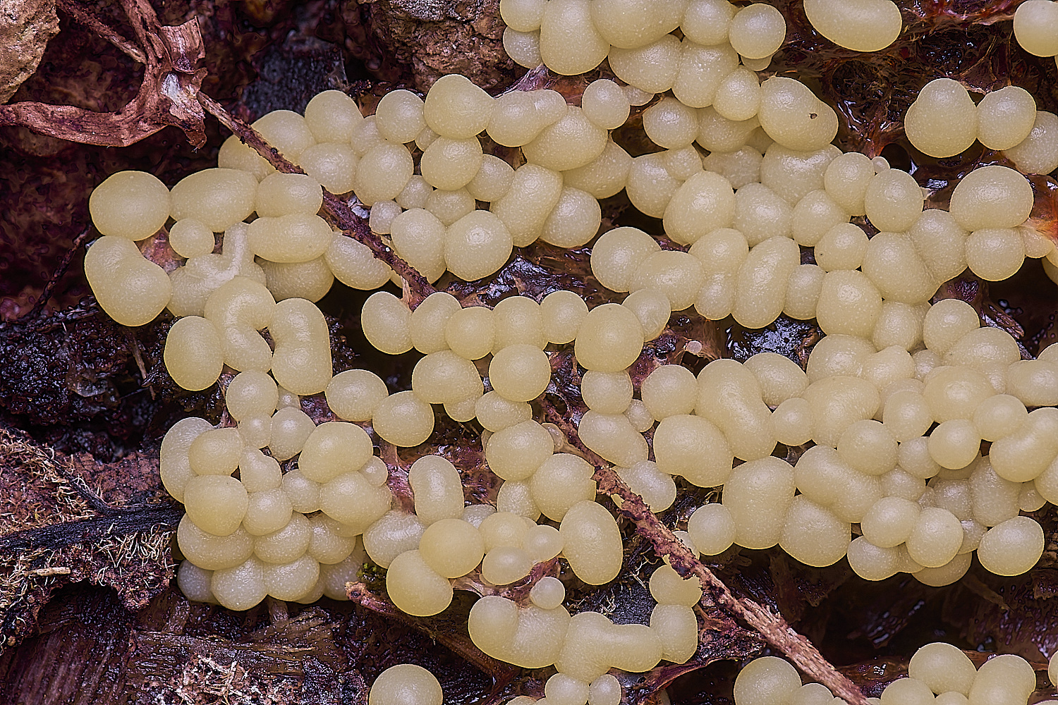 WildernessgGroveTrichia230225-2