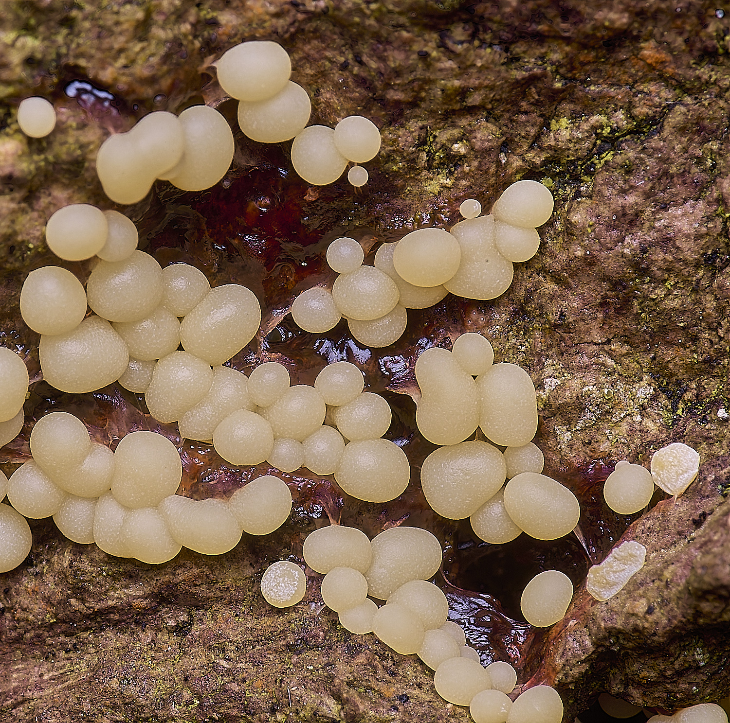 WildernessgGroveTrichia230225-3