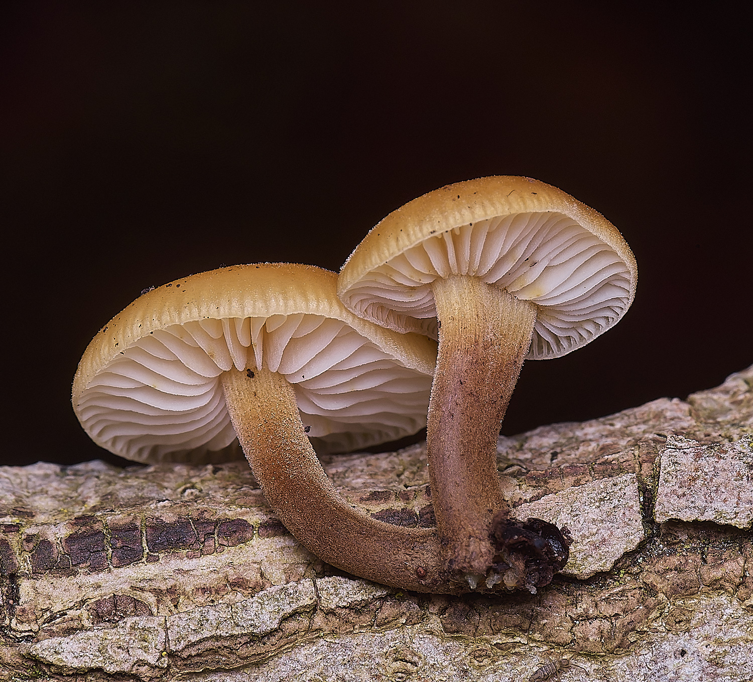 WildernessgGroveVelvetShank230225-1