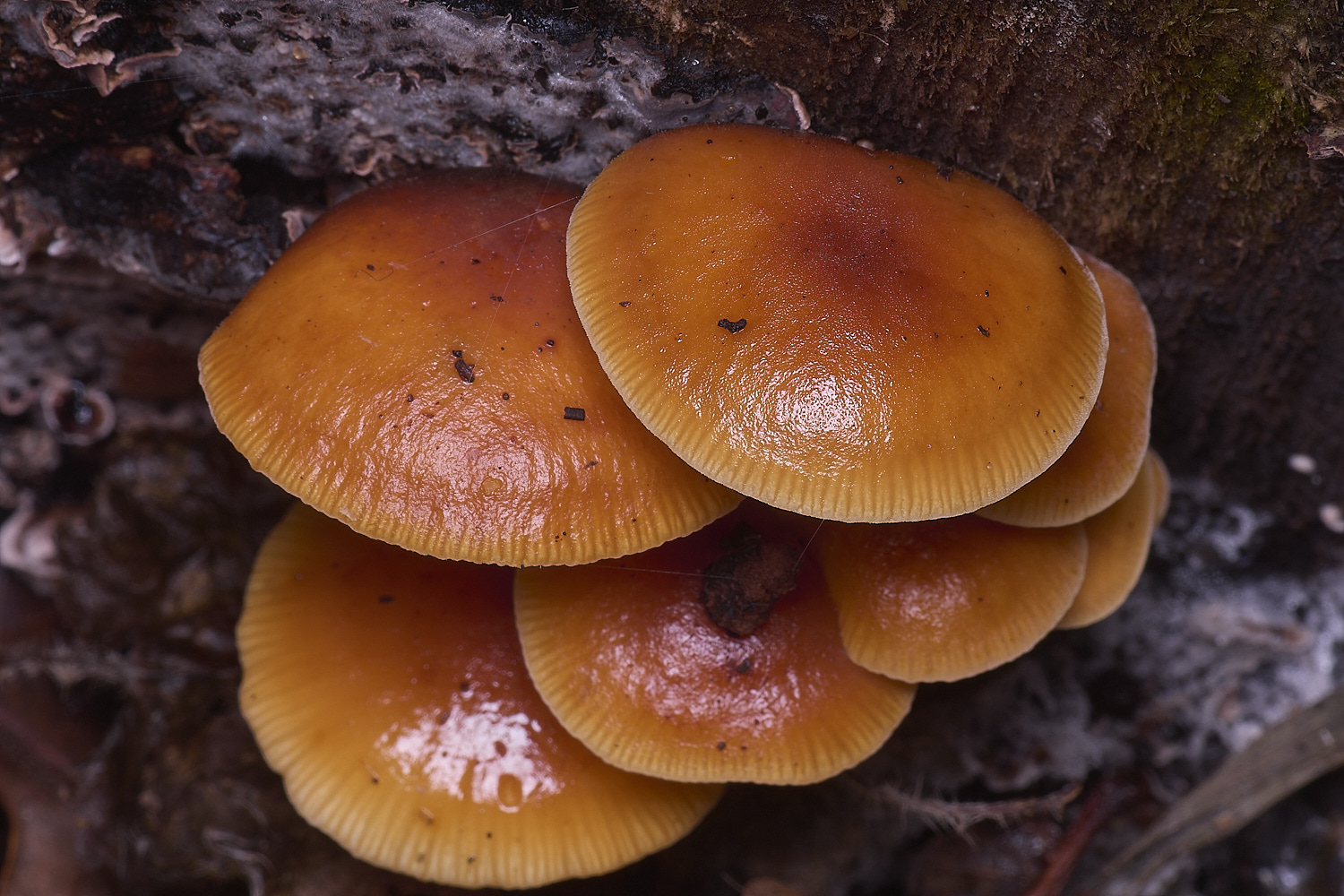 WildernessgGroveVelvetShank230225-2