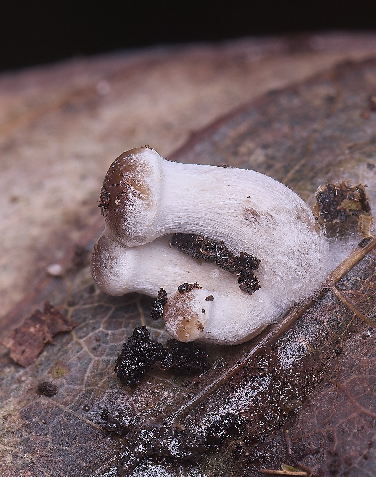 WildernessgGroveWinterBrownie230225-1