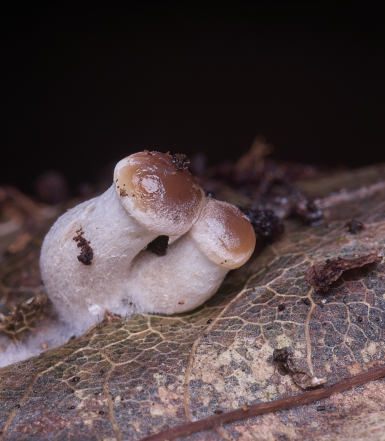 WildernessgGroveWinterBrownie230225-2