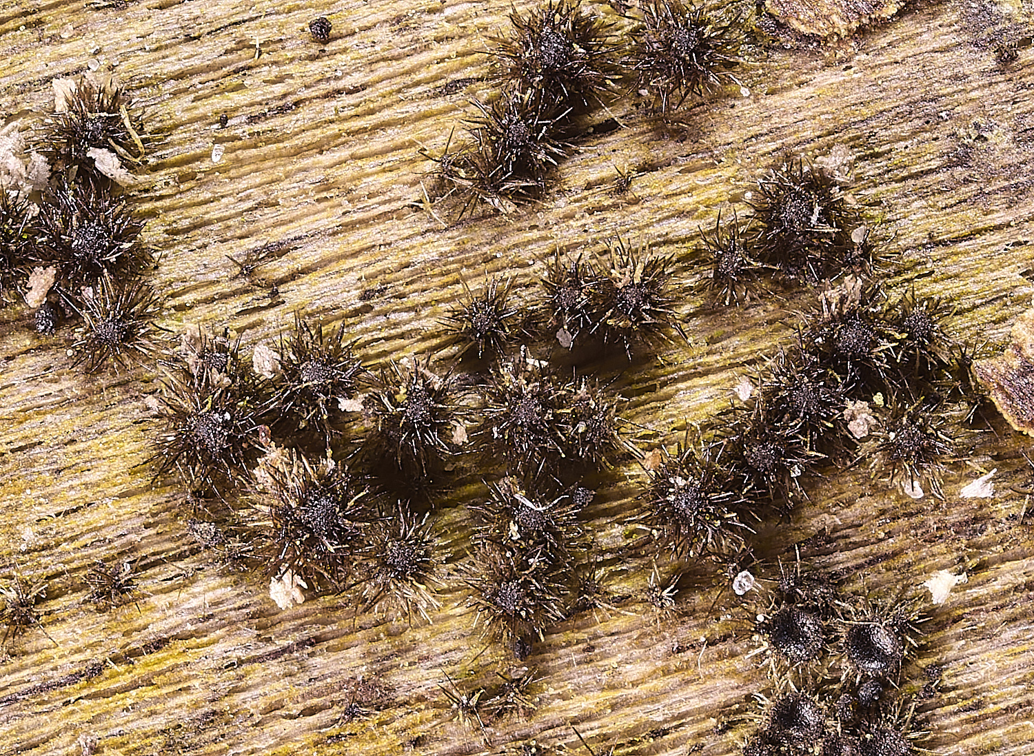 WildernessgroveEcanescnes230225-3