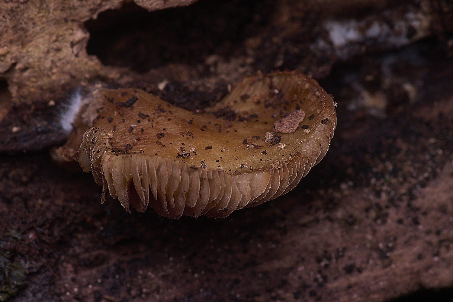WildernessGroveFungus2230225-1