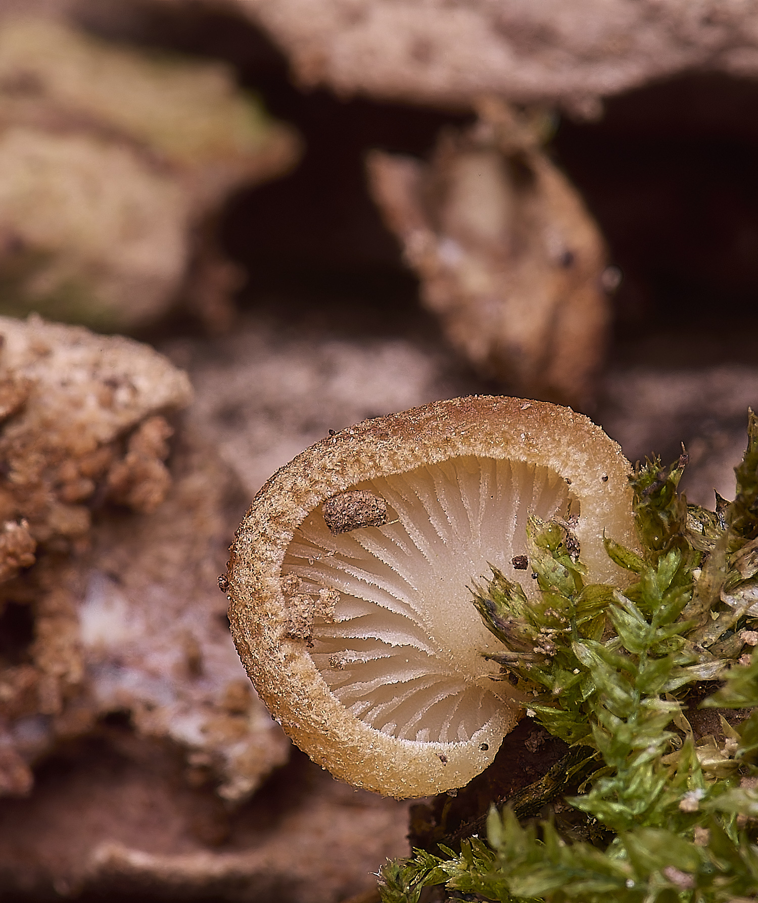 WildernessGroveFungus2230225-2