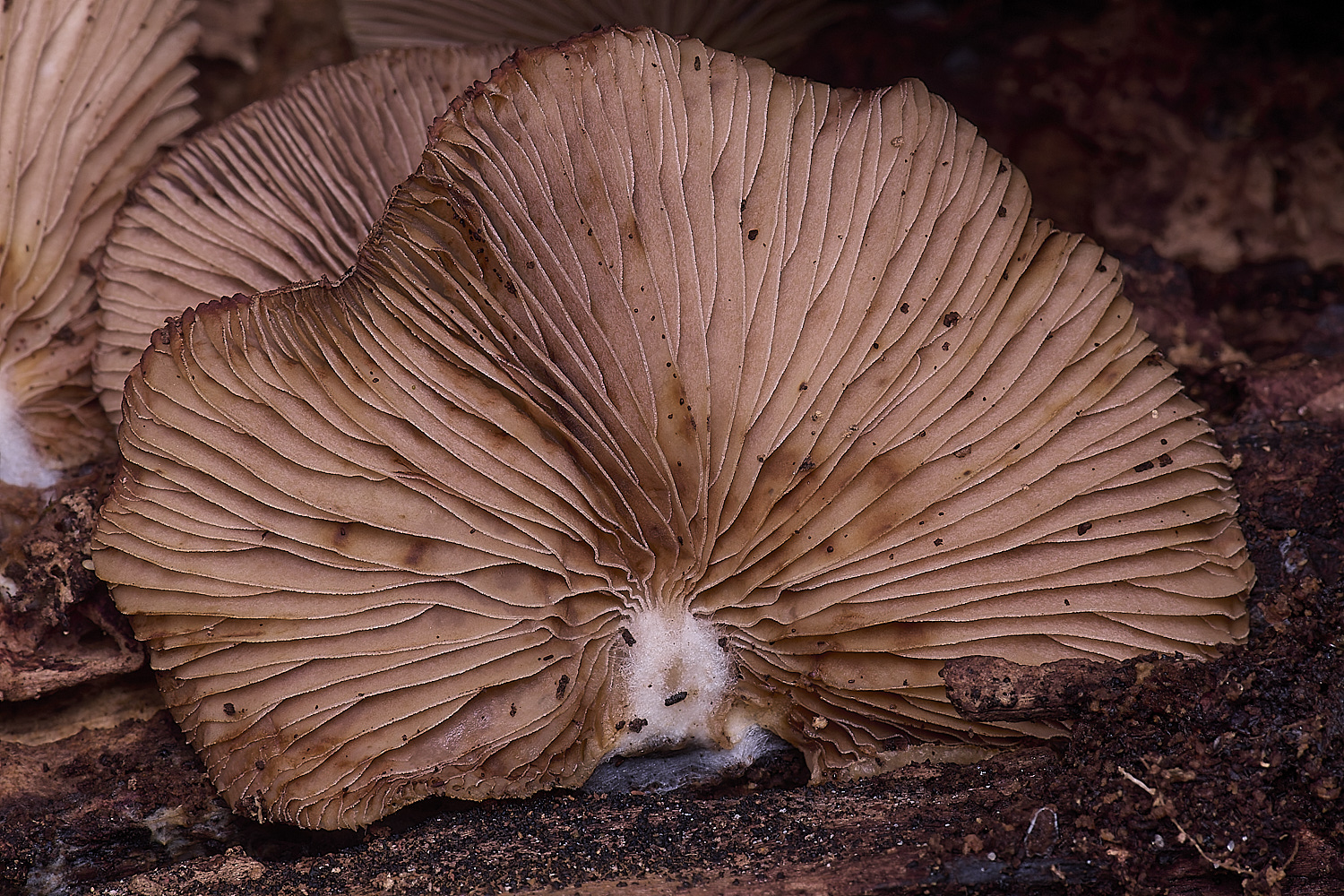WildernessGroveFungus2230225-3