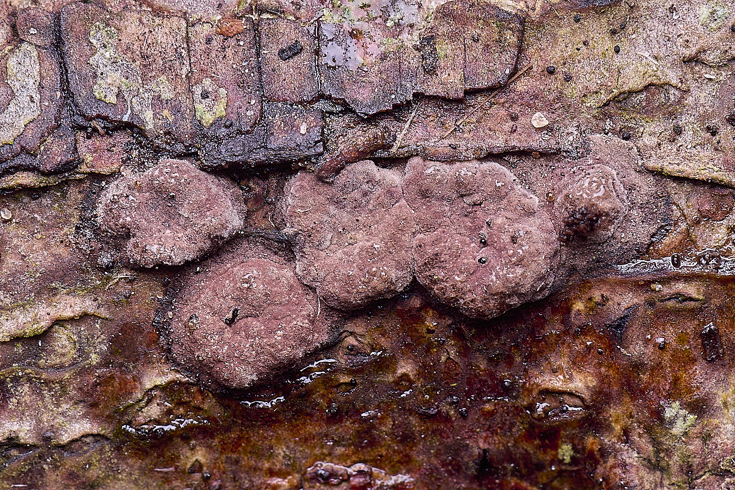 WildernessGroveHazelWooswart230225-1