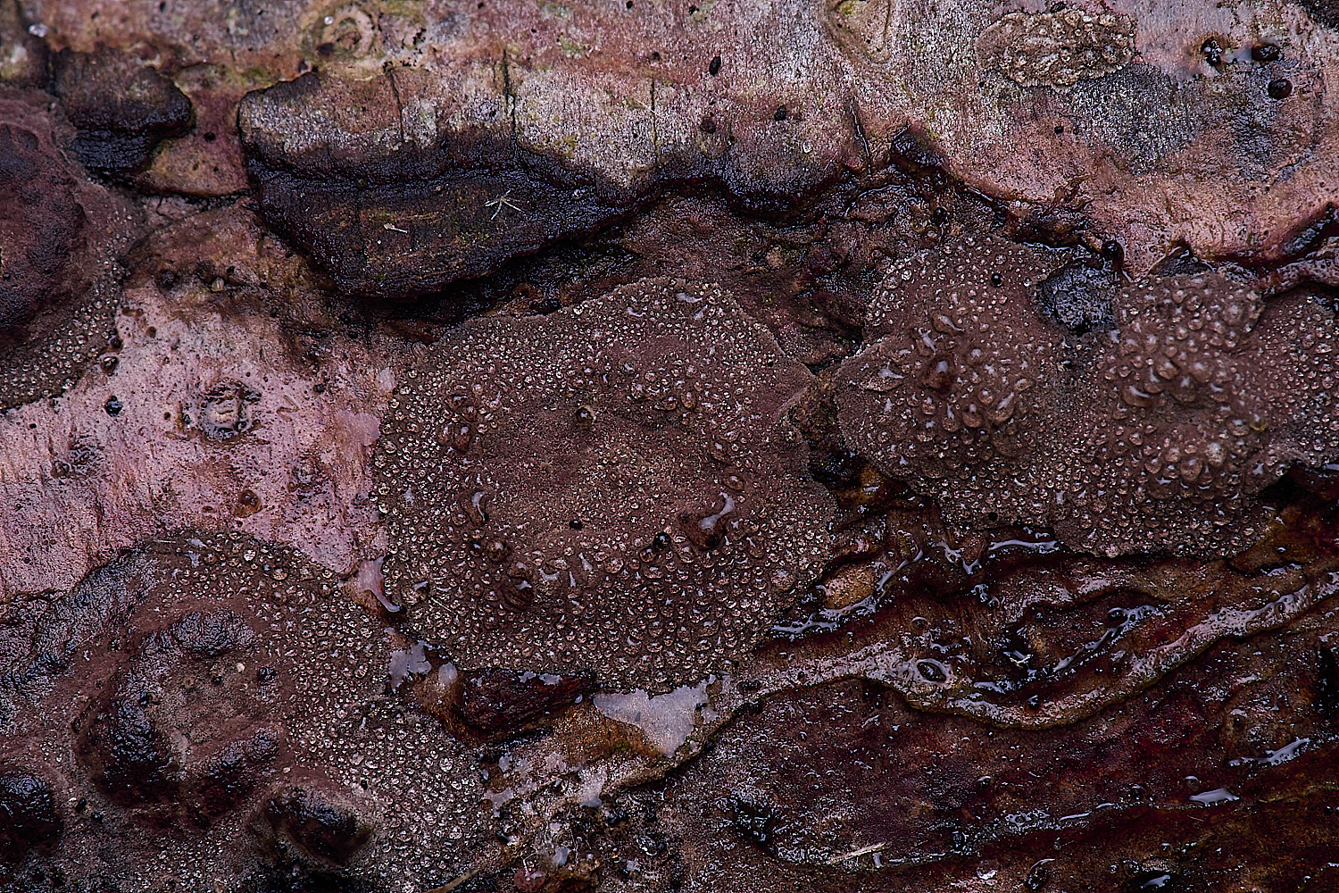 WildernessGroveHazelWooswart230225-2