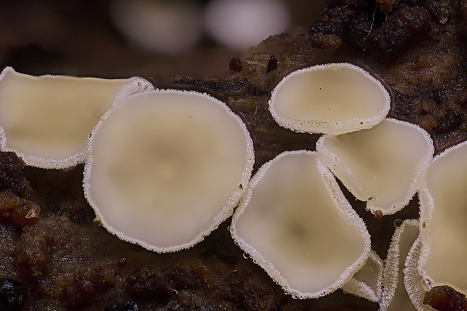 WildernessGroveLvirgineum230225-1