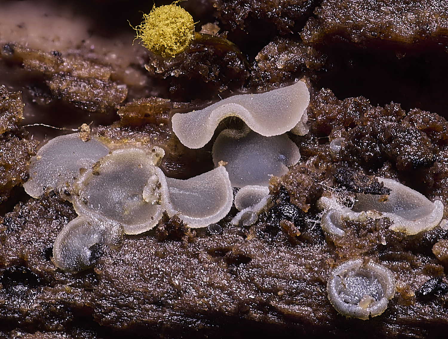 WildernessGroveMcinerea230225-5