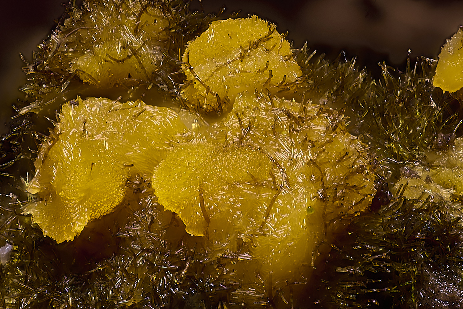 WildernessGroveOrange230225-7 1