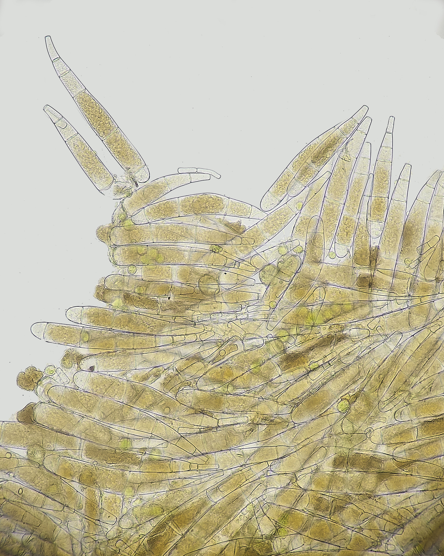 WildernessGroveOrange230225-8 1