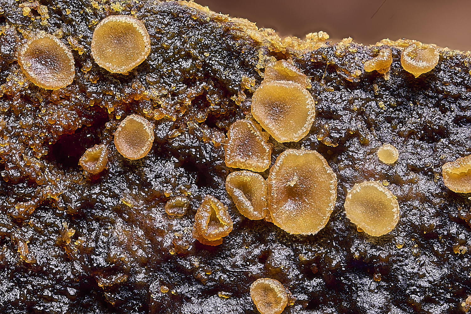 WildernessGroveOrangeDisco230225-1