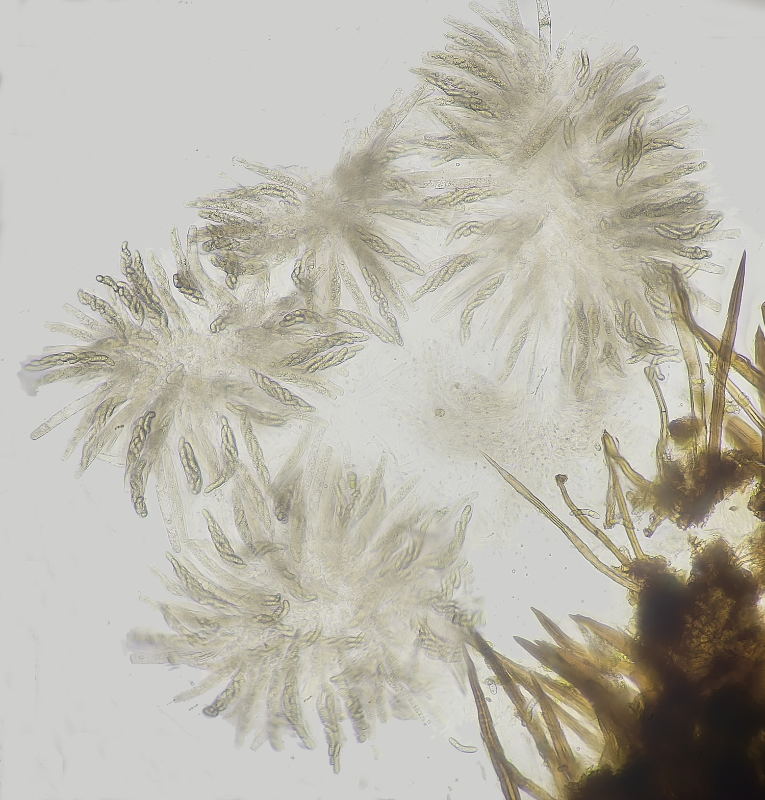 WildernessGrovePrickles230225-1