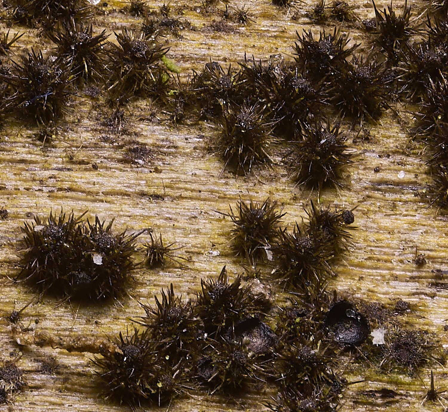 WildernessGrovePrickles230225-3