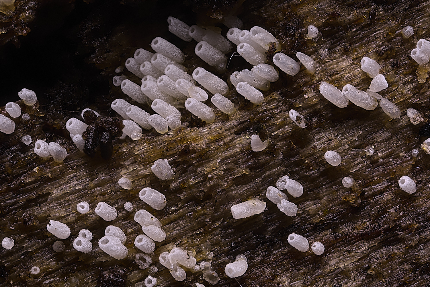 WildernessGroveTubelet230225-1