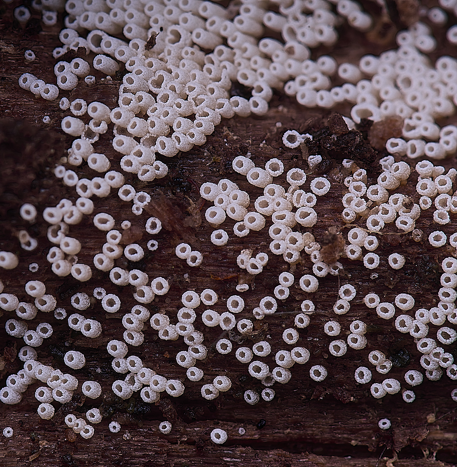 WildernessGroveWhiteTubelet230225-0