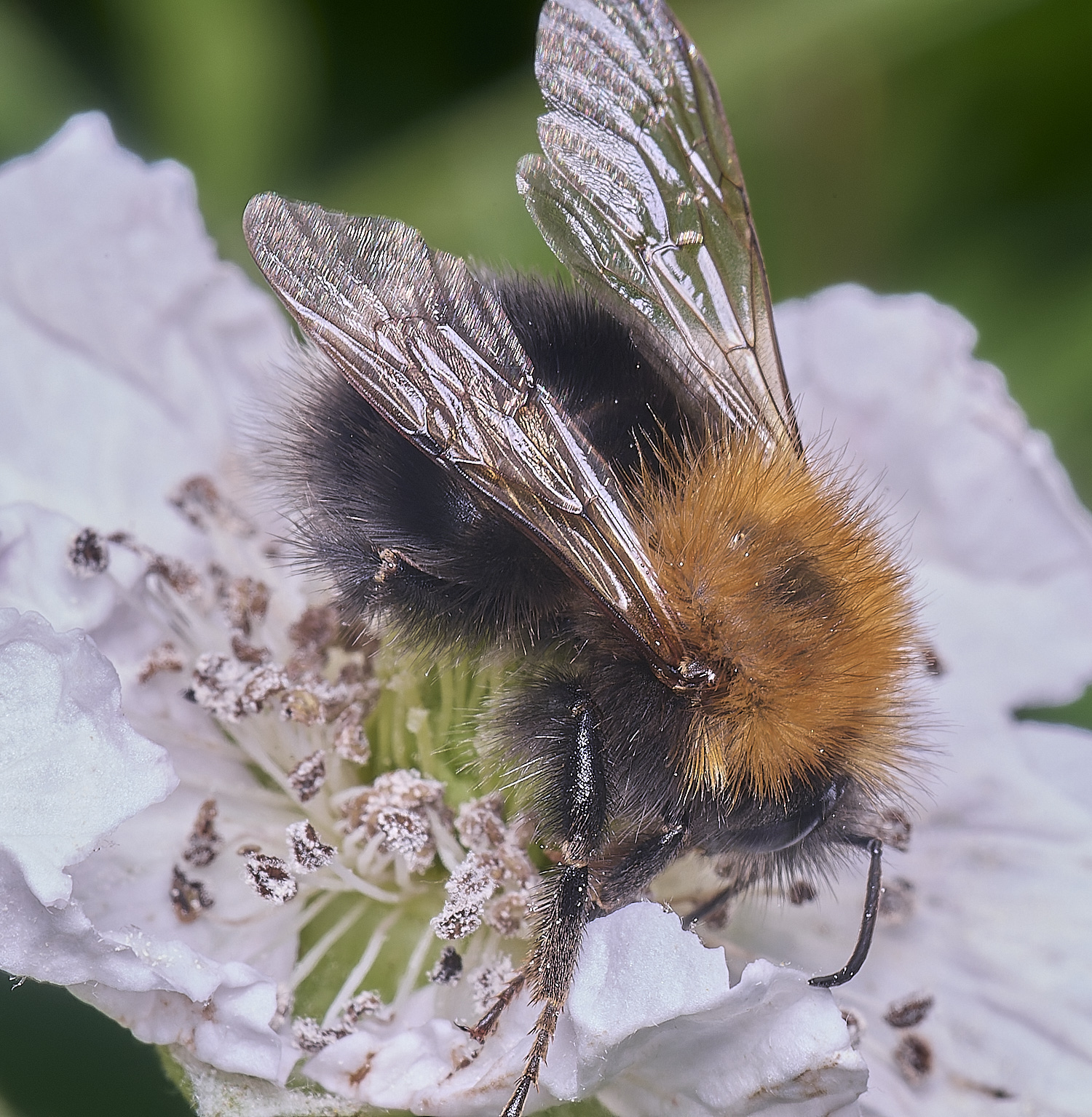 AldborougBumble040725-1 1