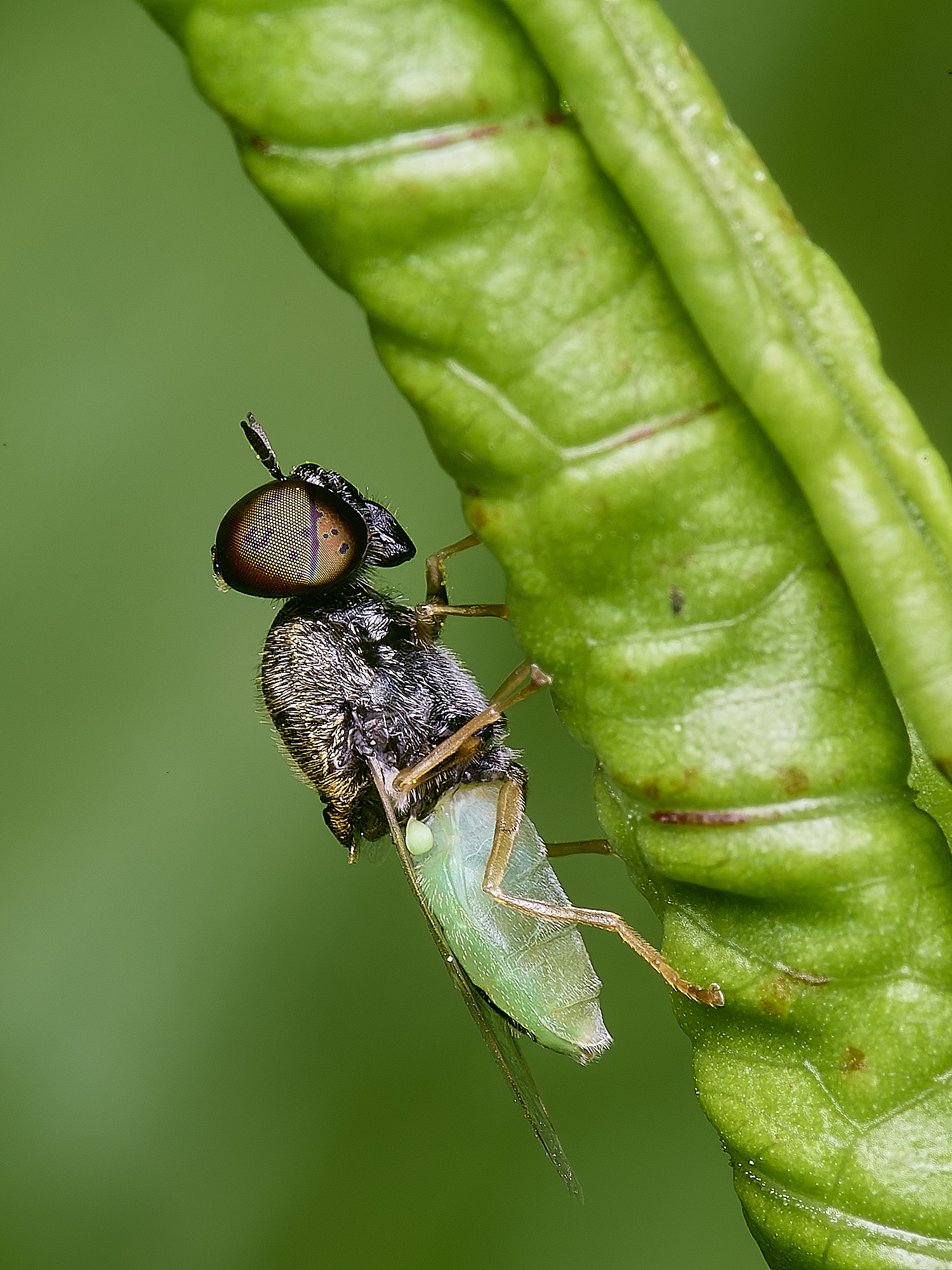 AldborougGreenColonel040725-1