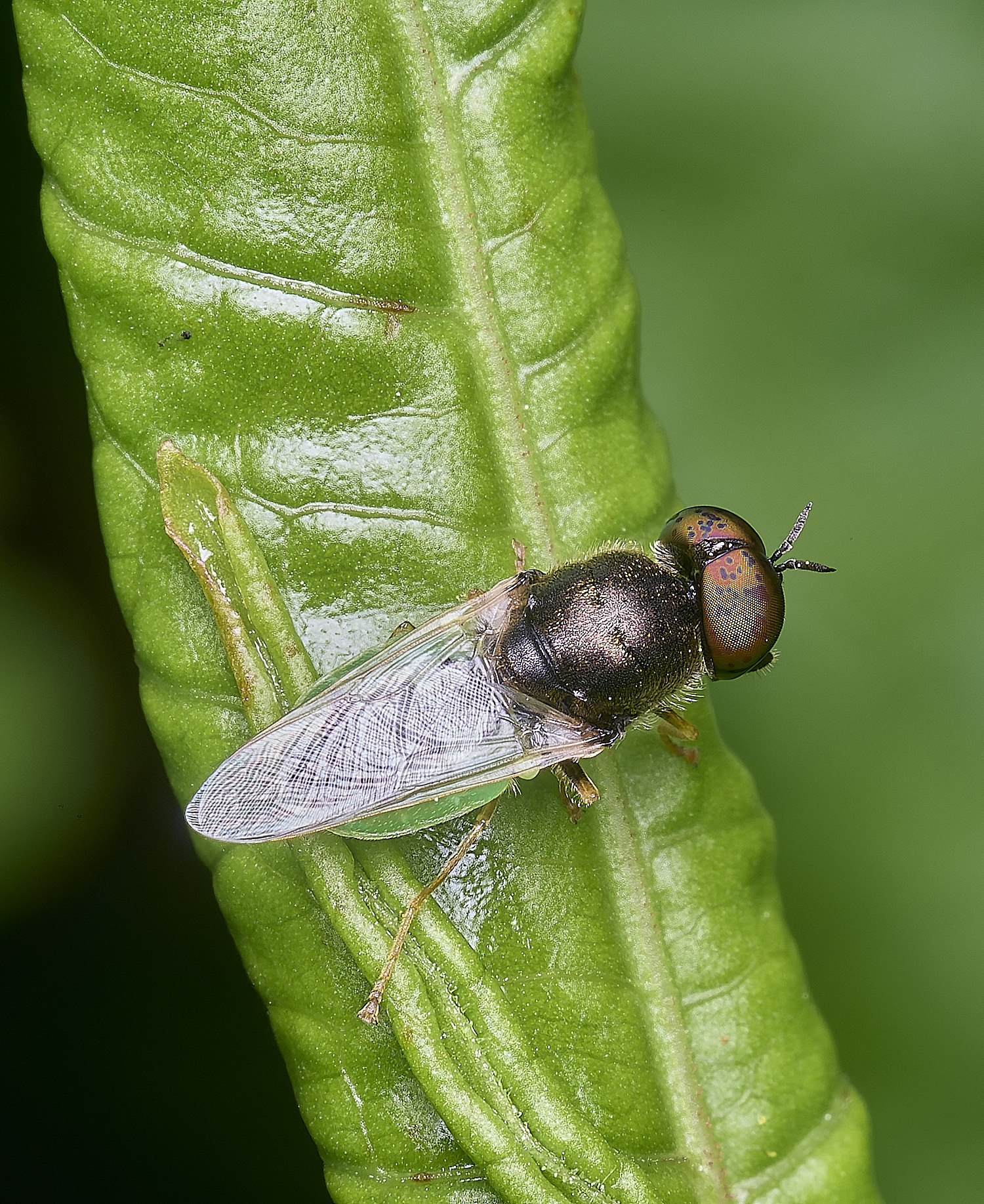 AldborougGreenColonel040725-2